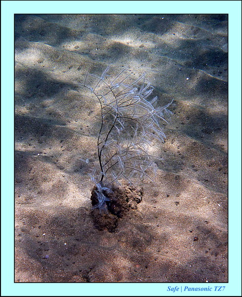 2012 - 07 - Dauin Sanctuary 34